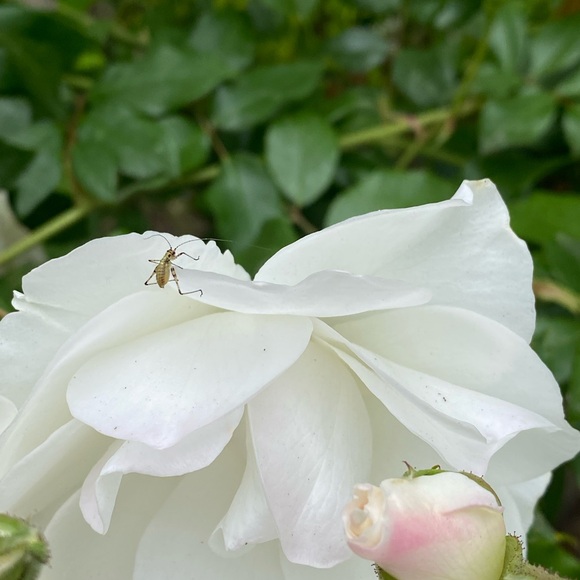 Meet your Posher, Eve - Picture 8 of 16